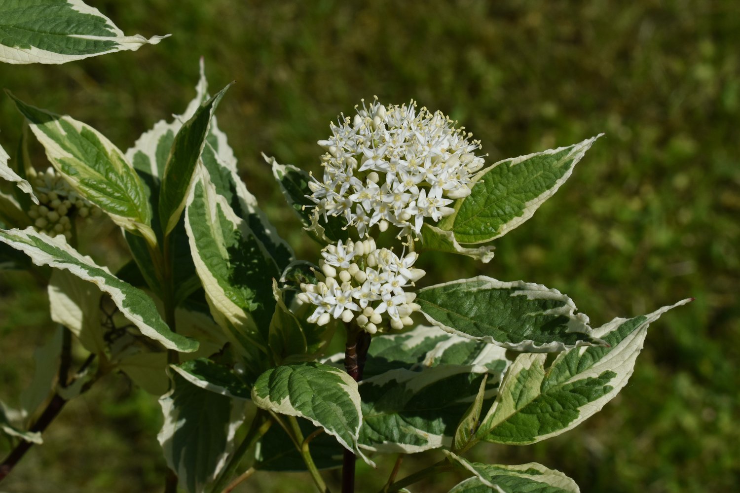 Cornus alba 'Elegantissima'