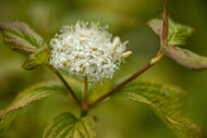 Cornus alba 'Sibirica'