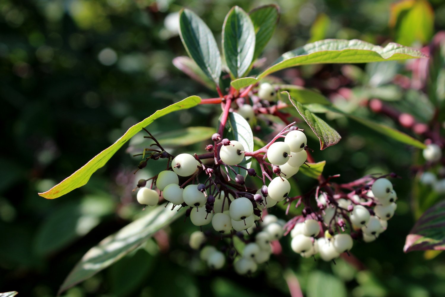 Cornus alba 'Sibirica'