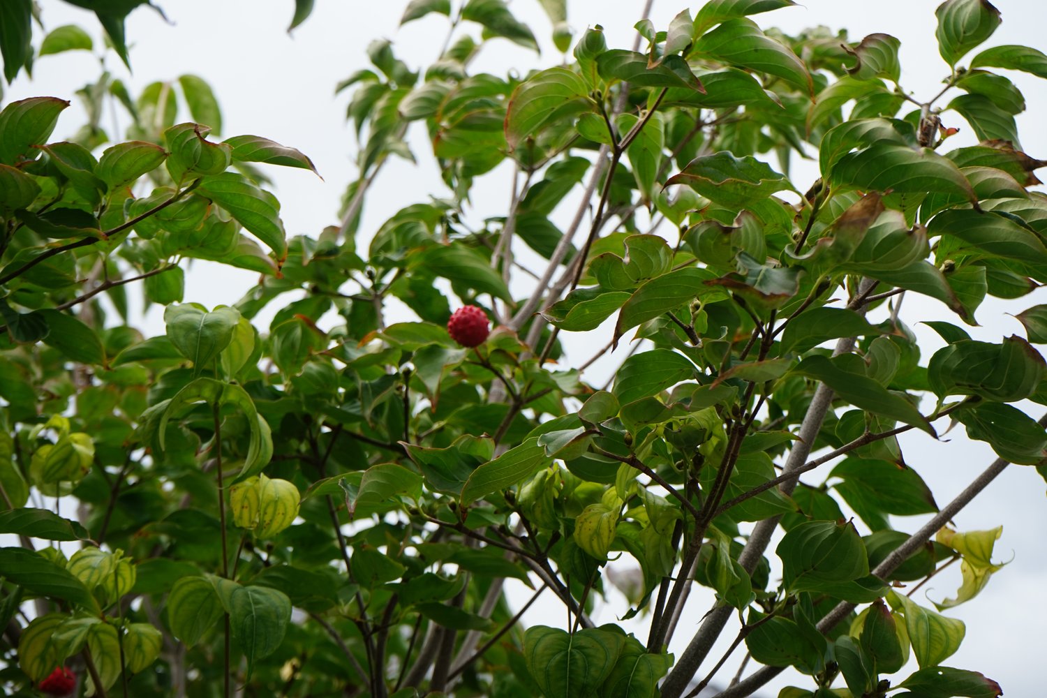 Cornus kousa