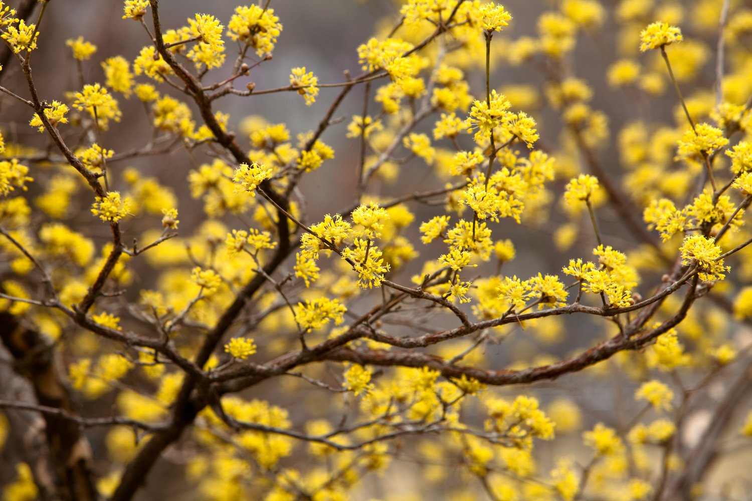 Cornus mas