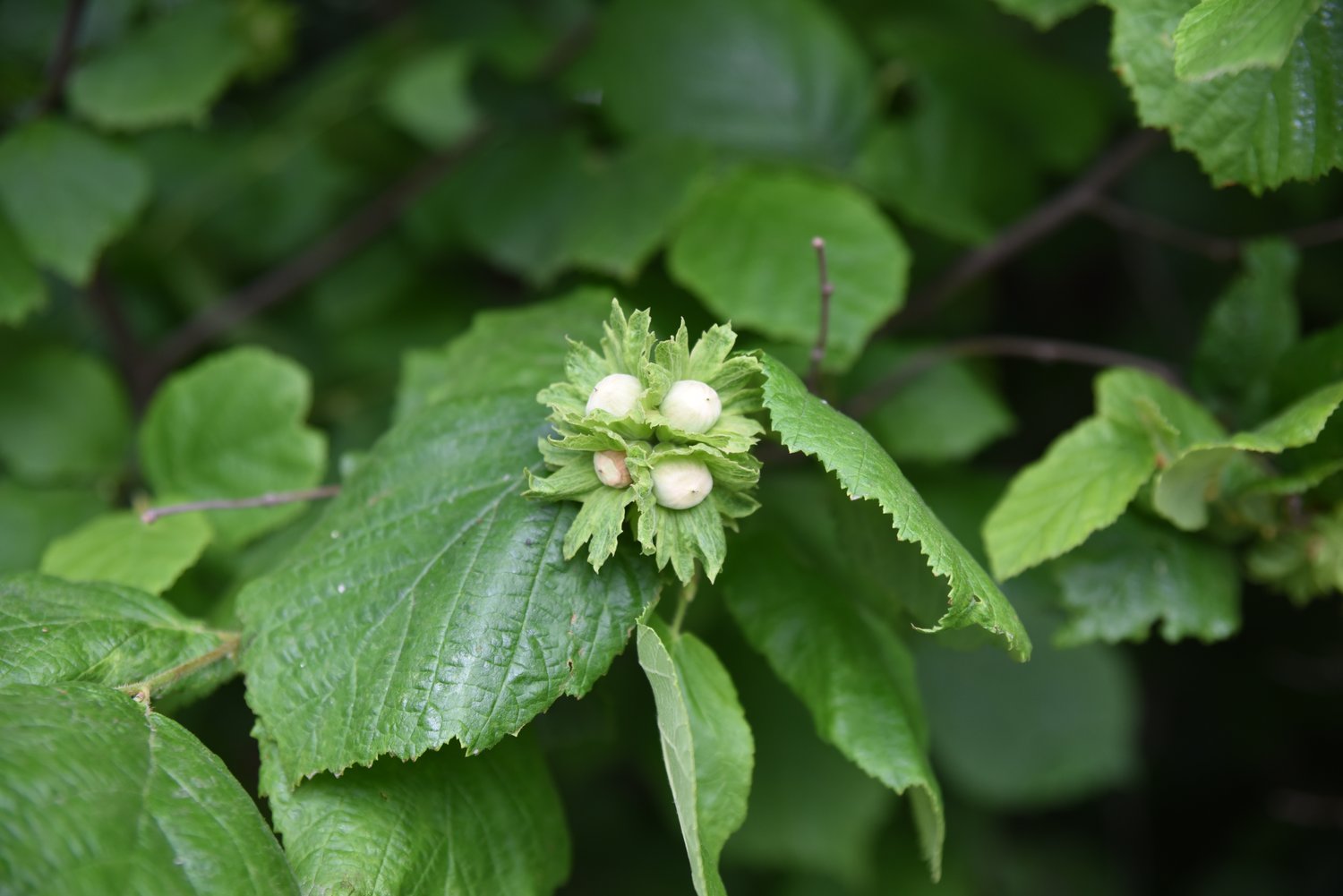 Corylus avellana