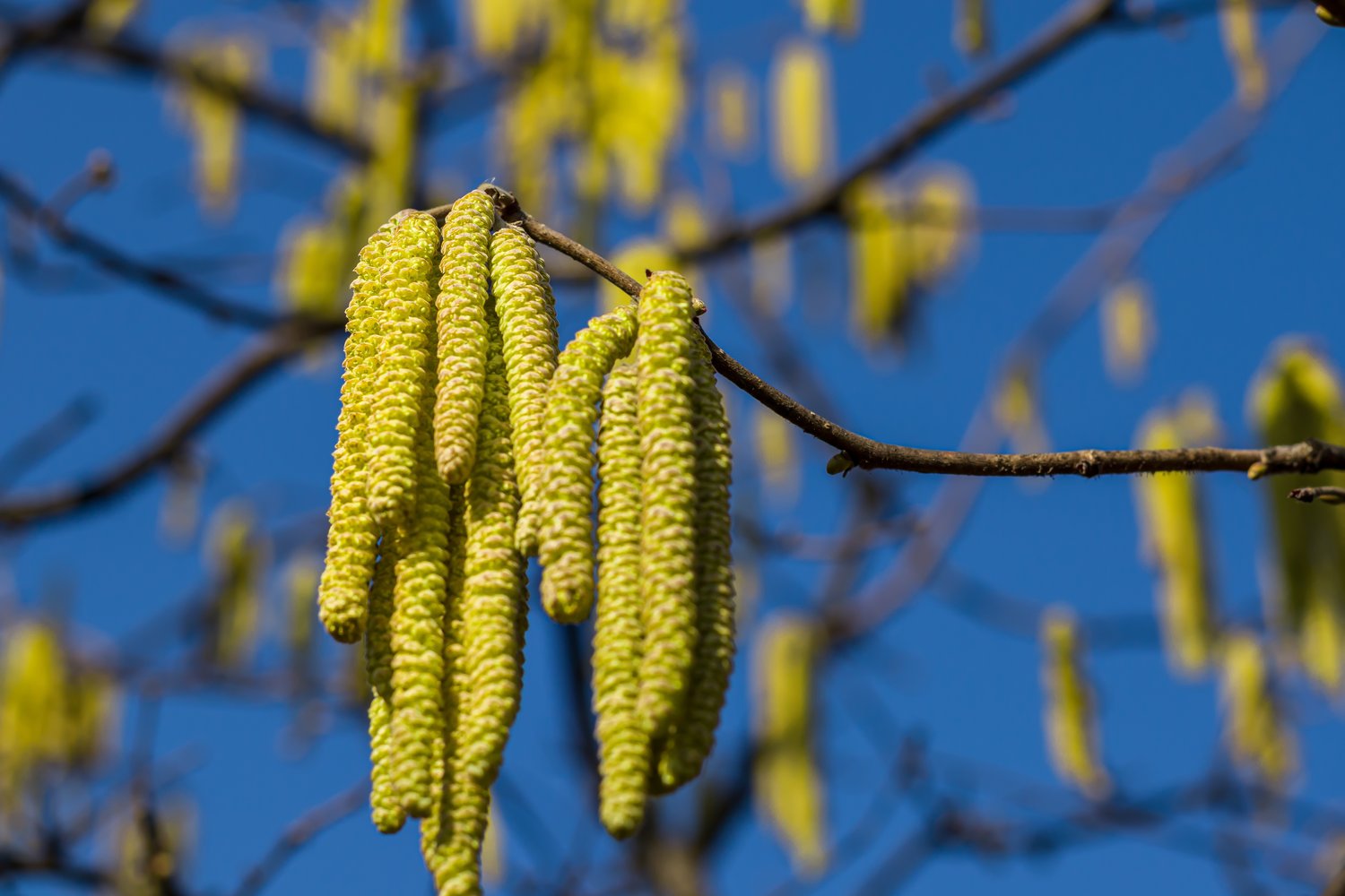 Corylus avellana