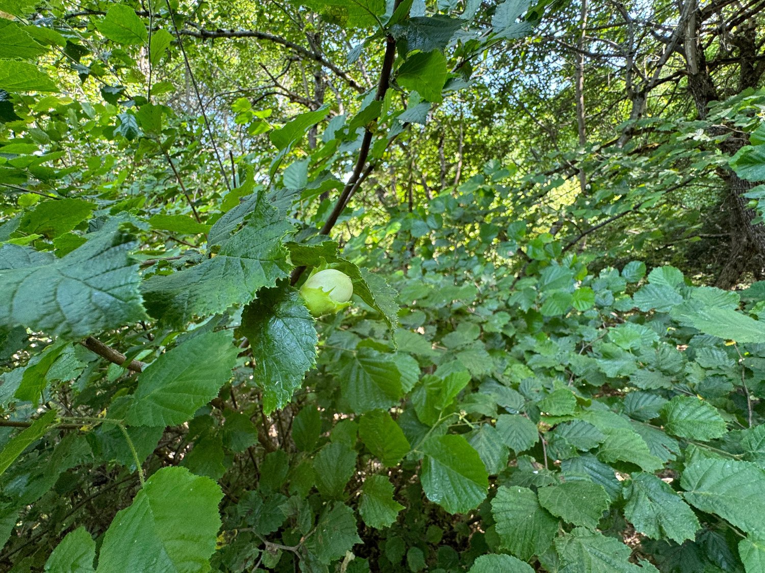 Corylus avellana