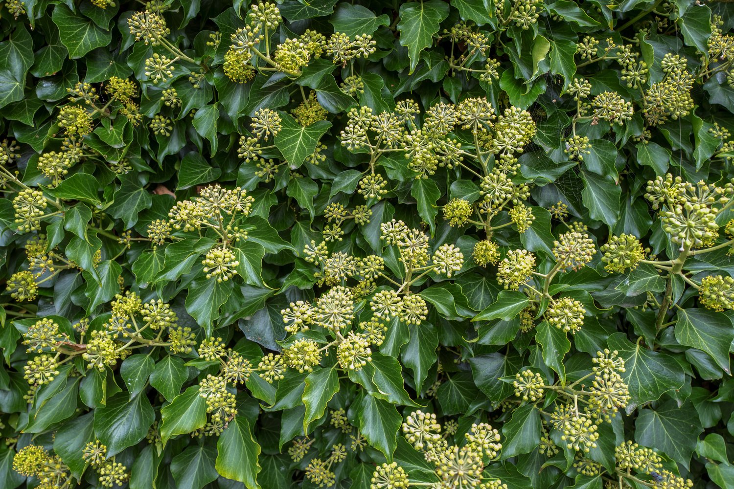 Hedera 'Arborescens'