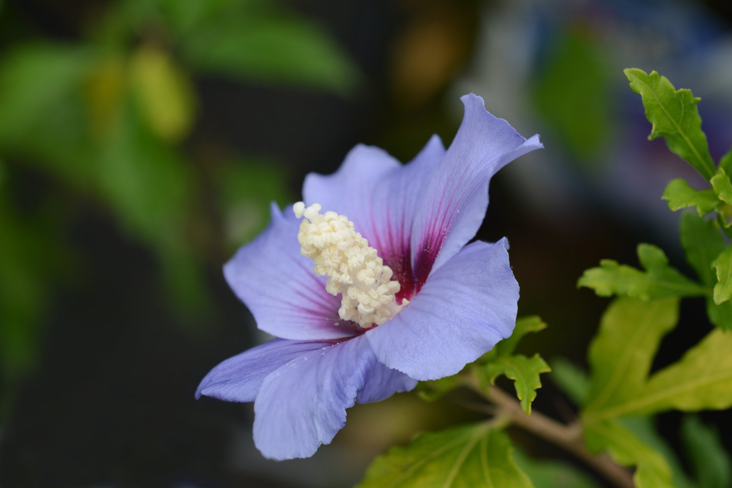 Hibiscus syriacus 'Oiseau Bleu'