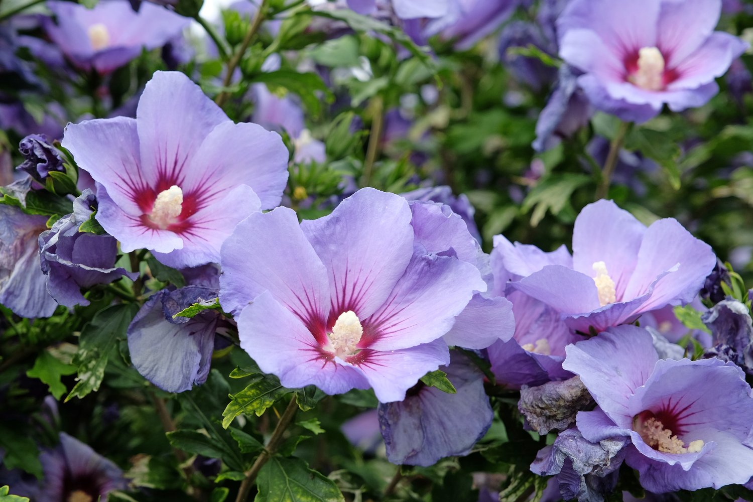 Hibiscus syriacus 'Oiseau Bleu'