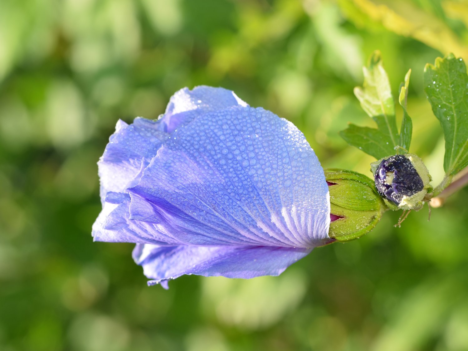 Hibiscus syriacus 'Oiseau Bleu'