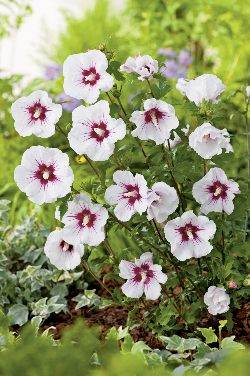 Hibiscus syriacus 'Red Heart'