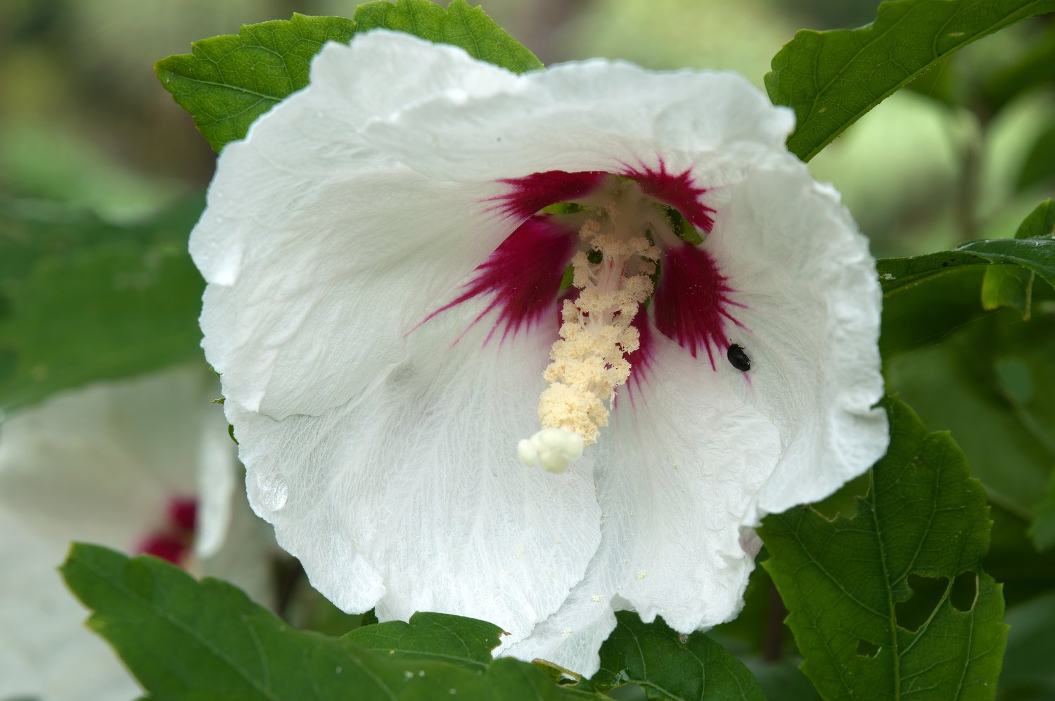 Hibiscus syriacus 'Red Heart'