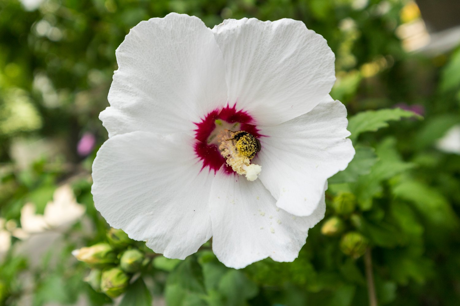 Hibiscus syriacus 'Red Heart'
