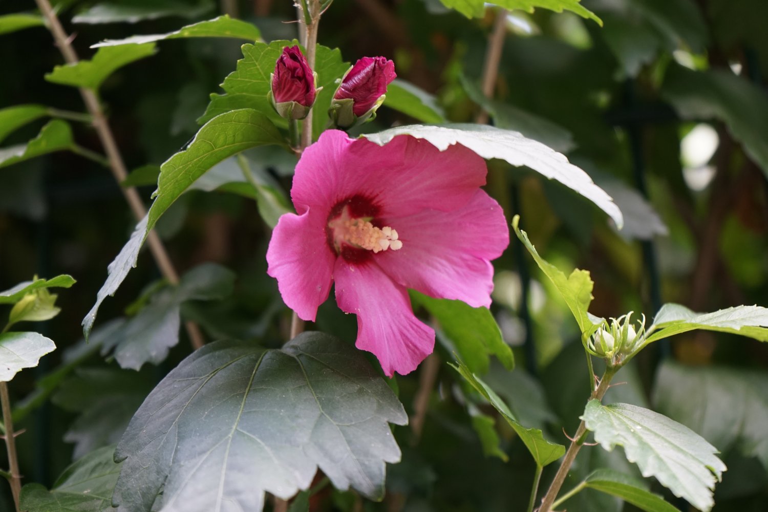 Hibiscus syriacus 'Woodbridge'