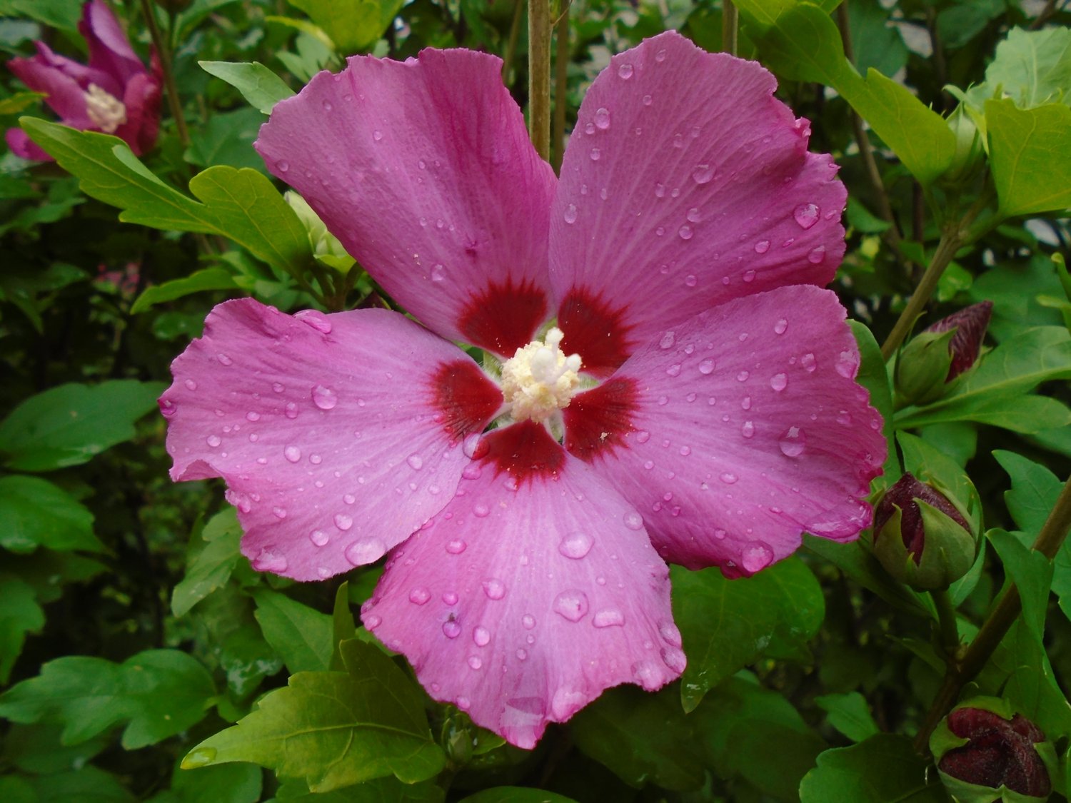 Hibiscus syriacus 'Woodbridge'