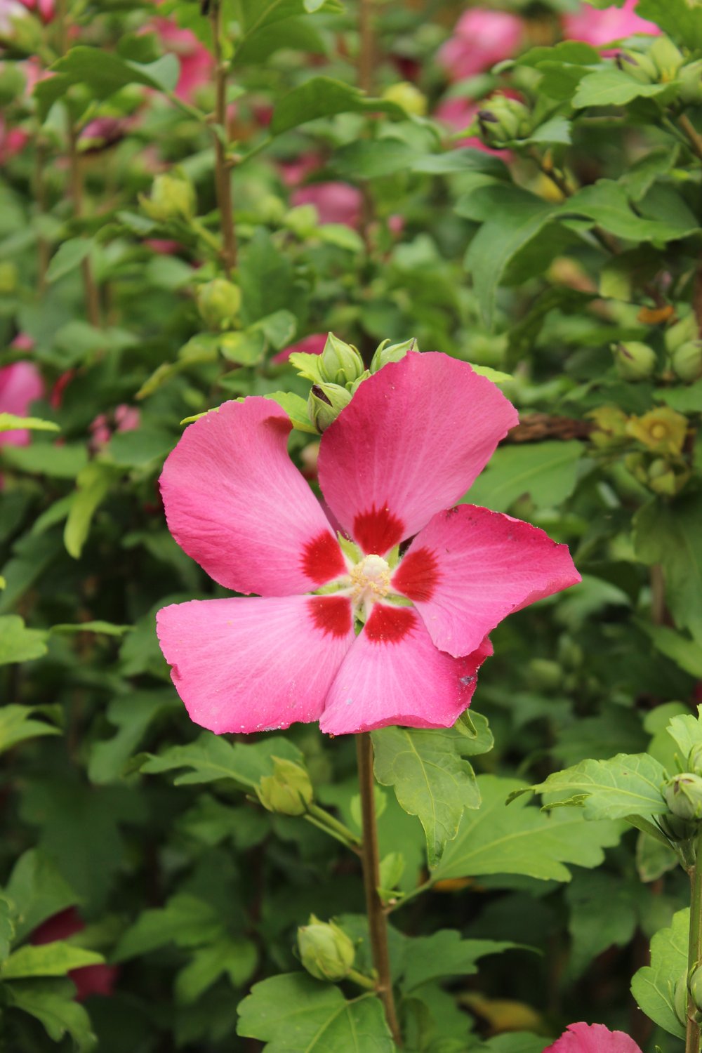 Hibiscus syriacus 'Woodbridge'