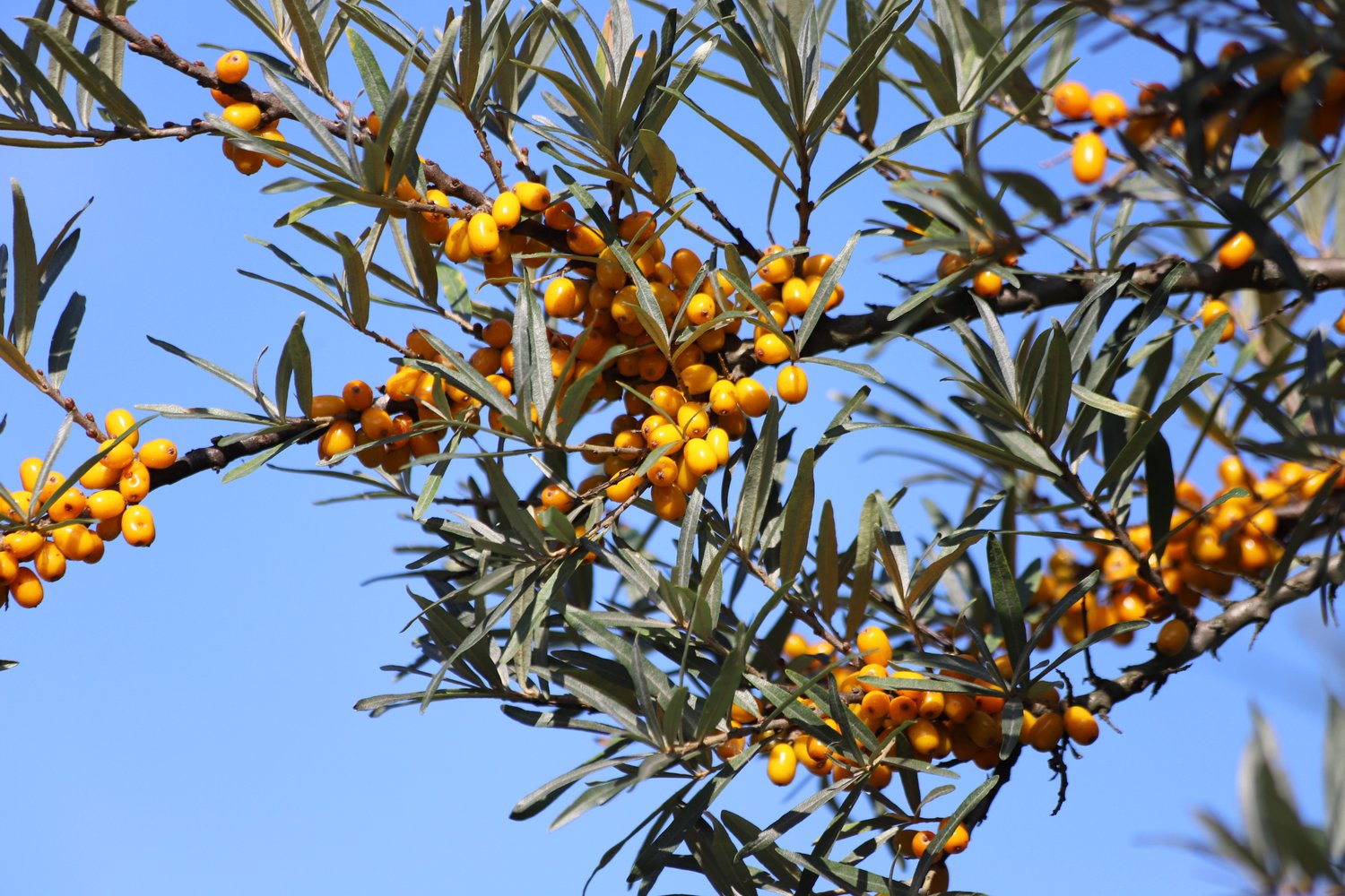 Hippophae rhamnoides