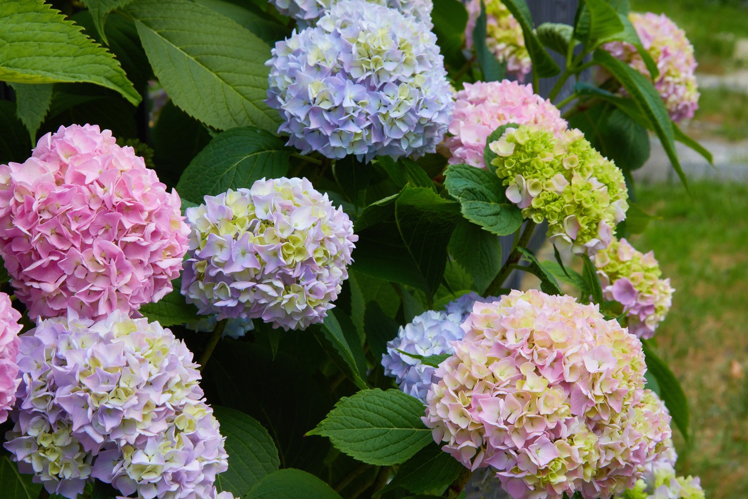 Hydrangea macrophylla Endless Summer® 'The Original'