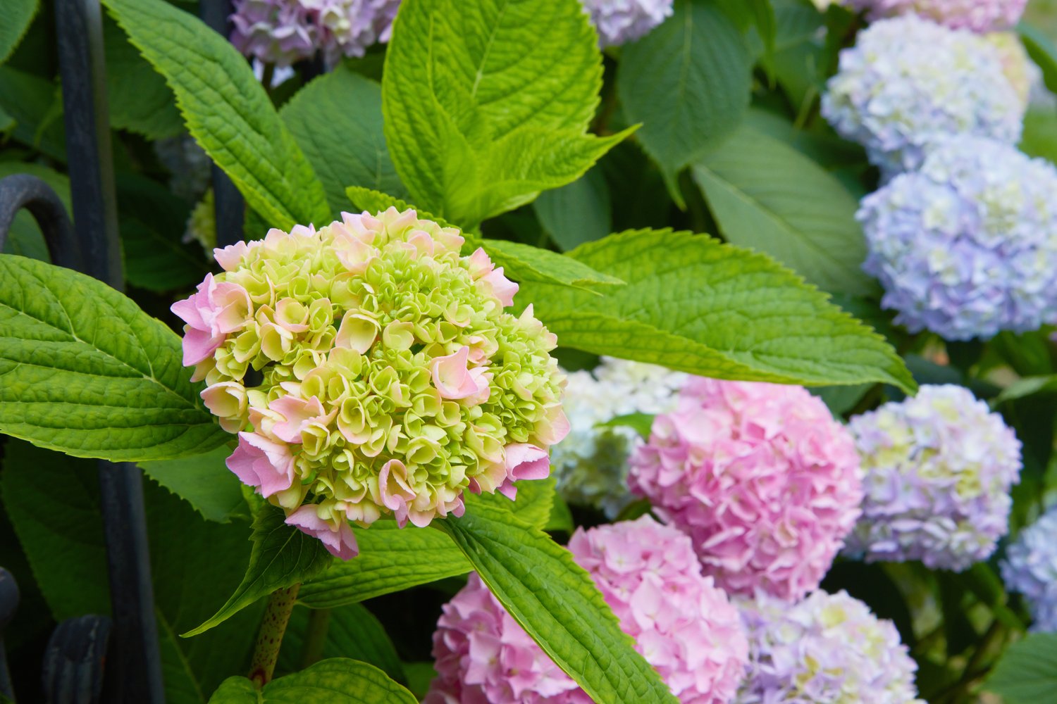 Hydrangea macrophylla Endless Summer® 'The Original'
