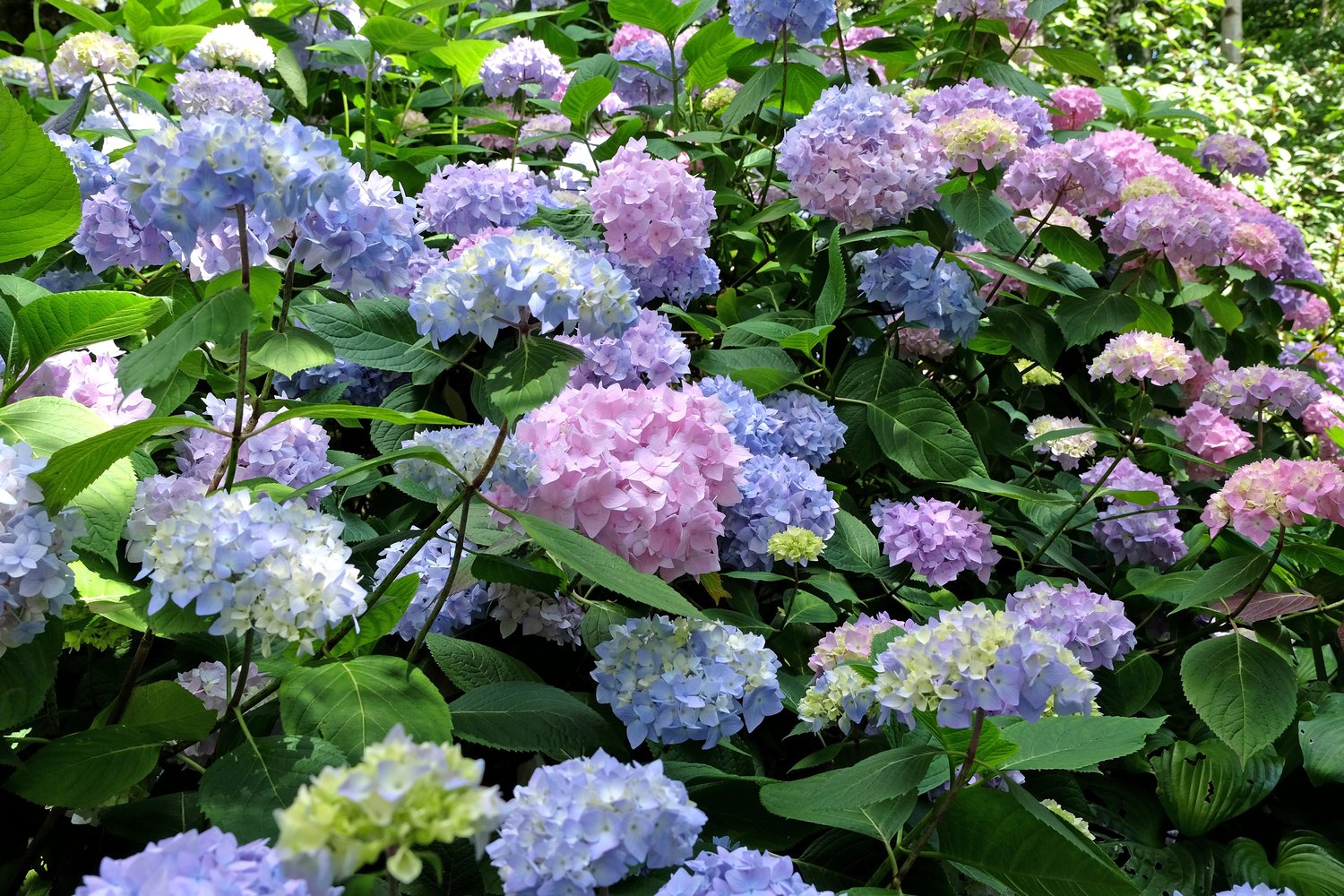 Hydrangea macrophylla Endless Summer® 'The Original'