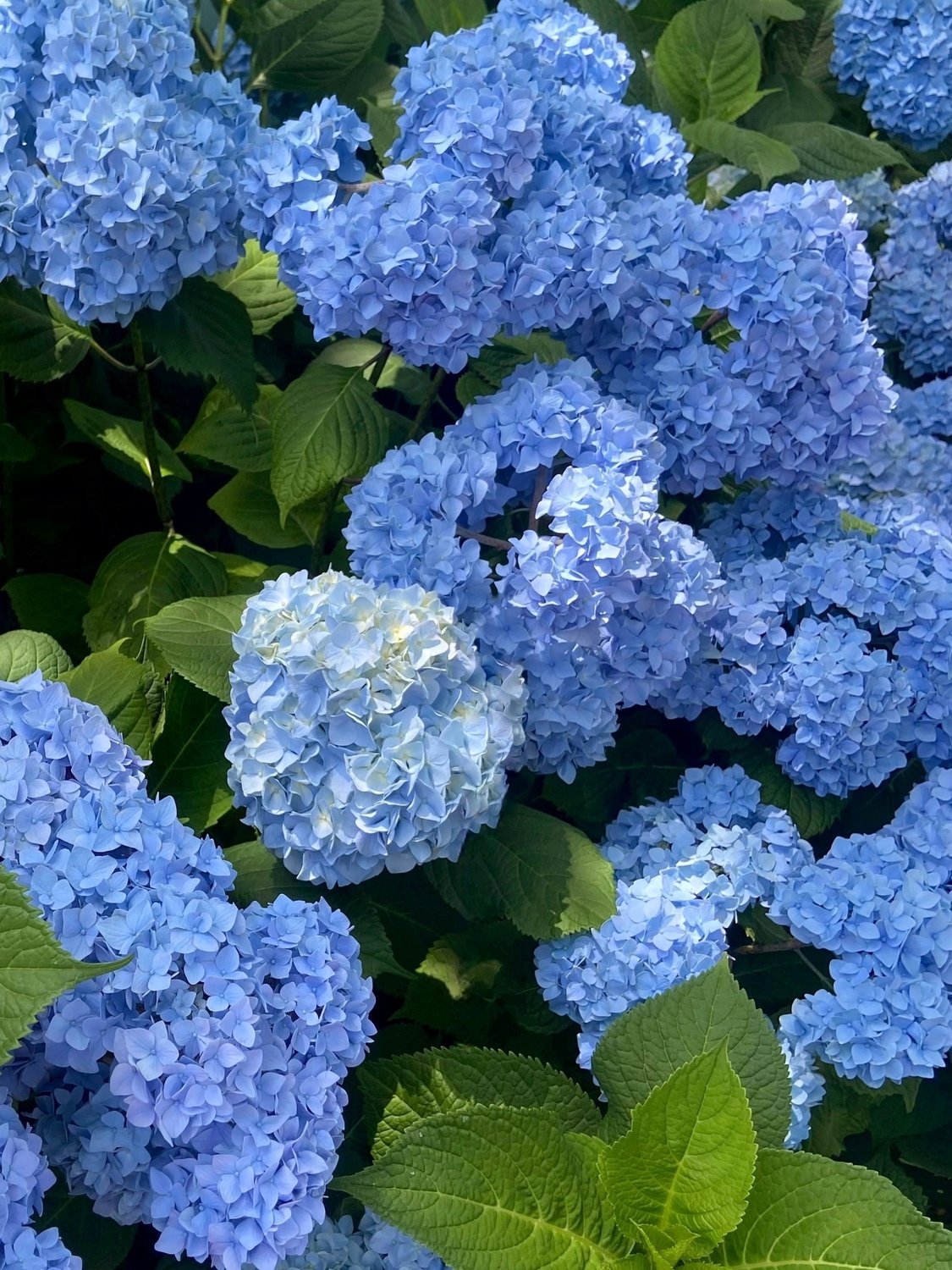 Hydrangea macrophylla 'Nikko Blue'