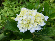 Hydrangea macrophylla THE BRIDE