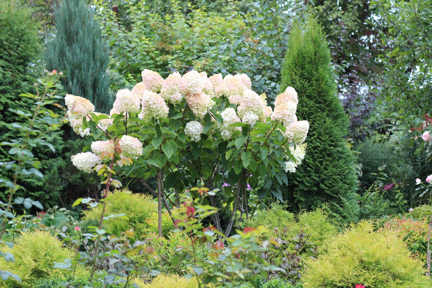 Hydrangea paniculata 'Grandiflora'