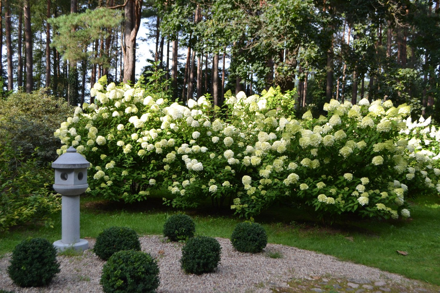 Hydrangea paniculata 'Limelight'