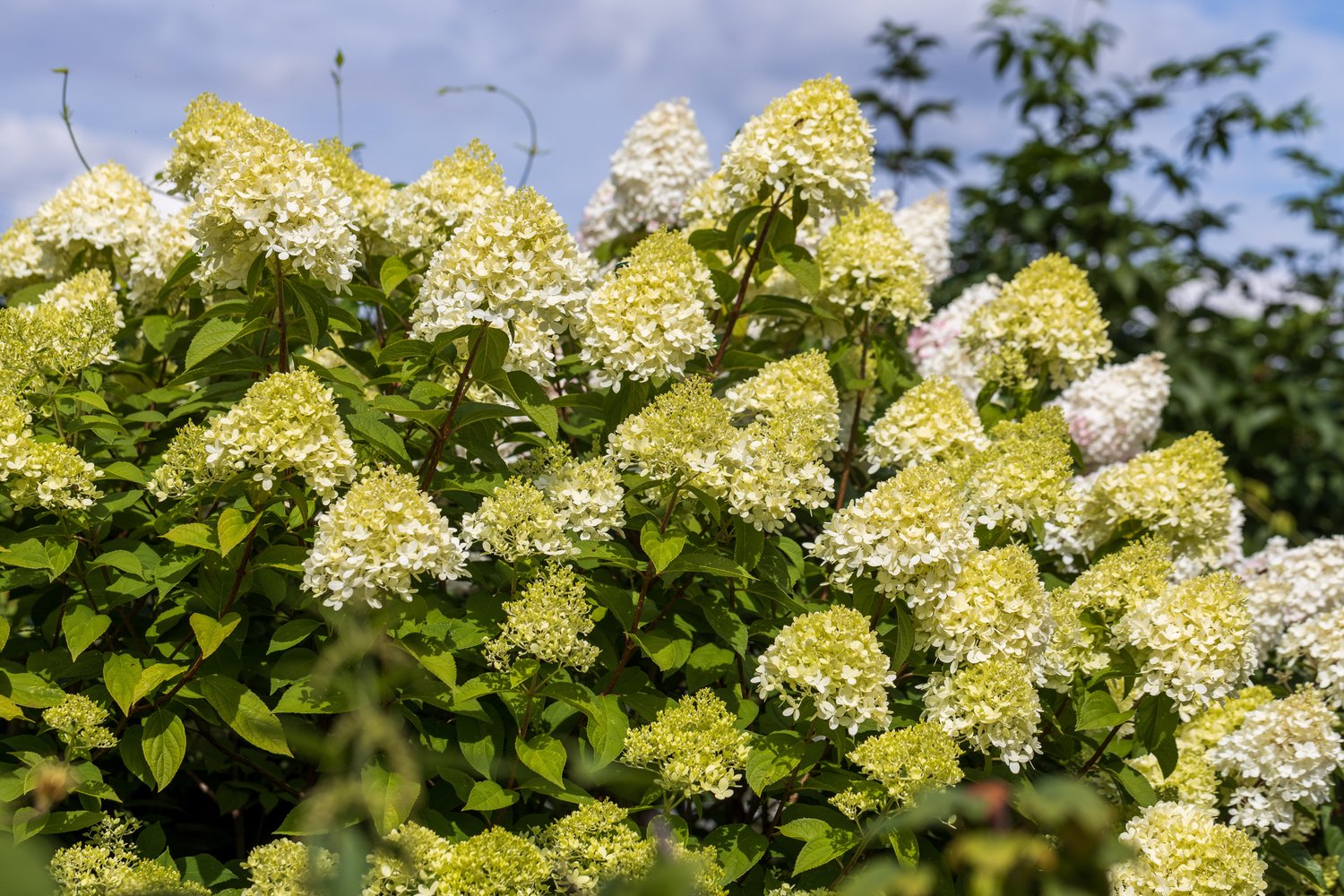Hydrangea paniculata 'Limelight'