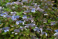 Hydrangea serrata 'Bluebird'