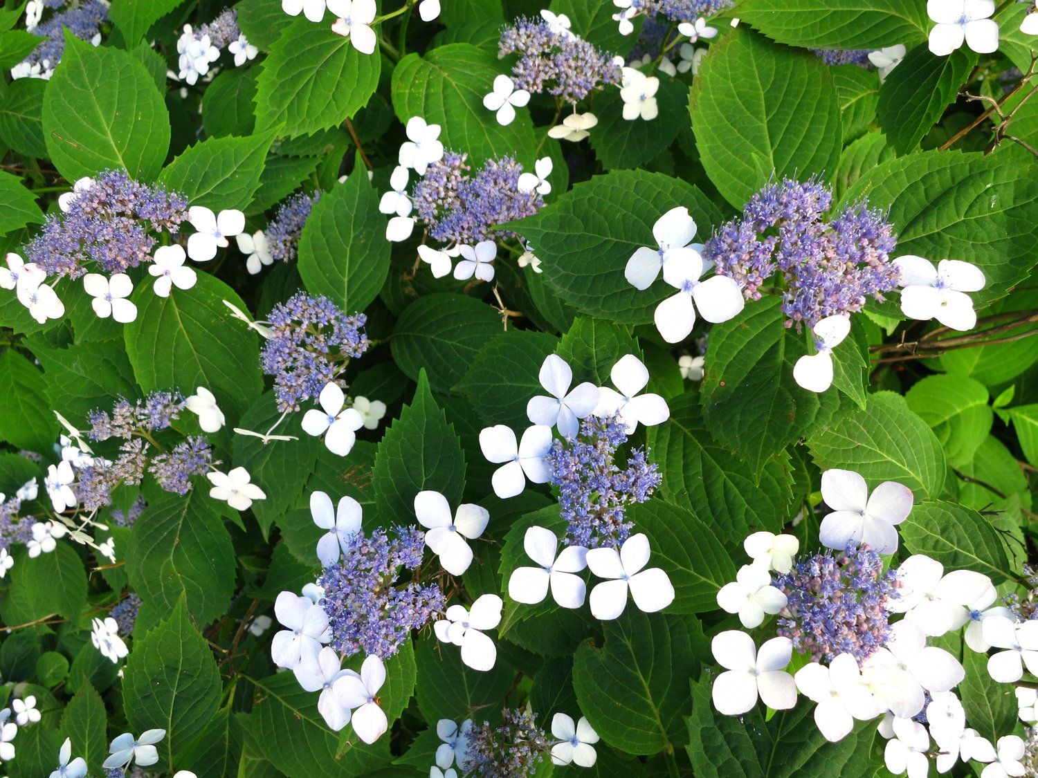 Hydrangea serrata 'Bluebird'