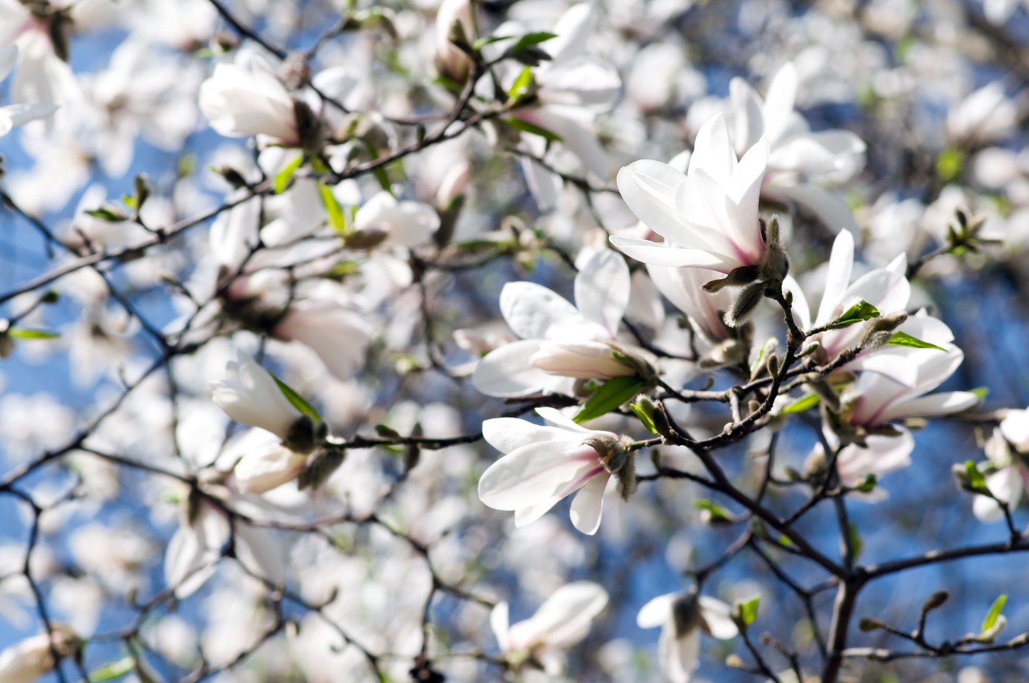 Magnolia kobus