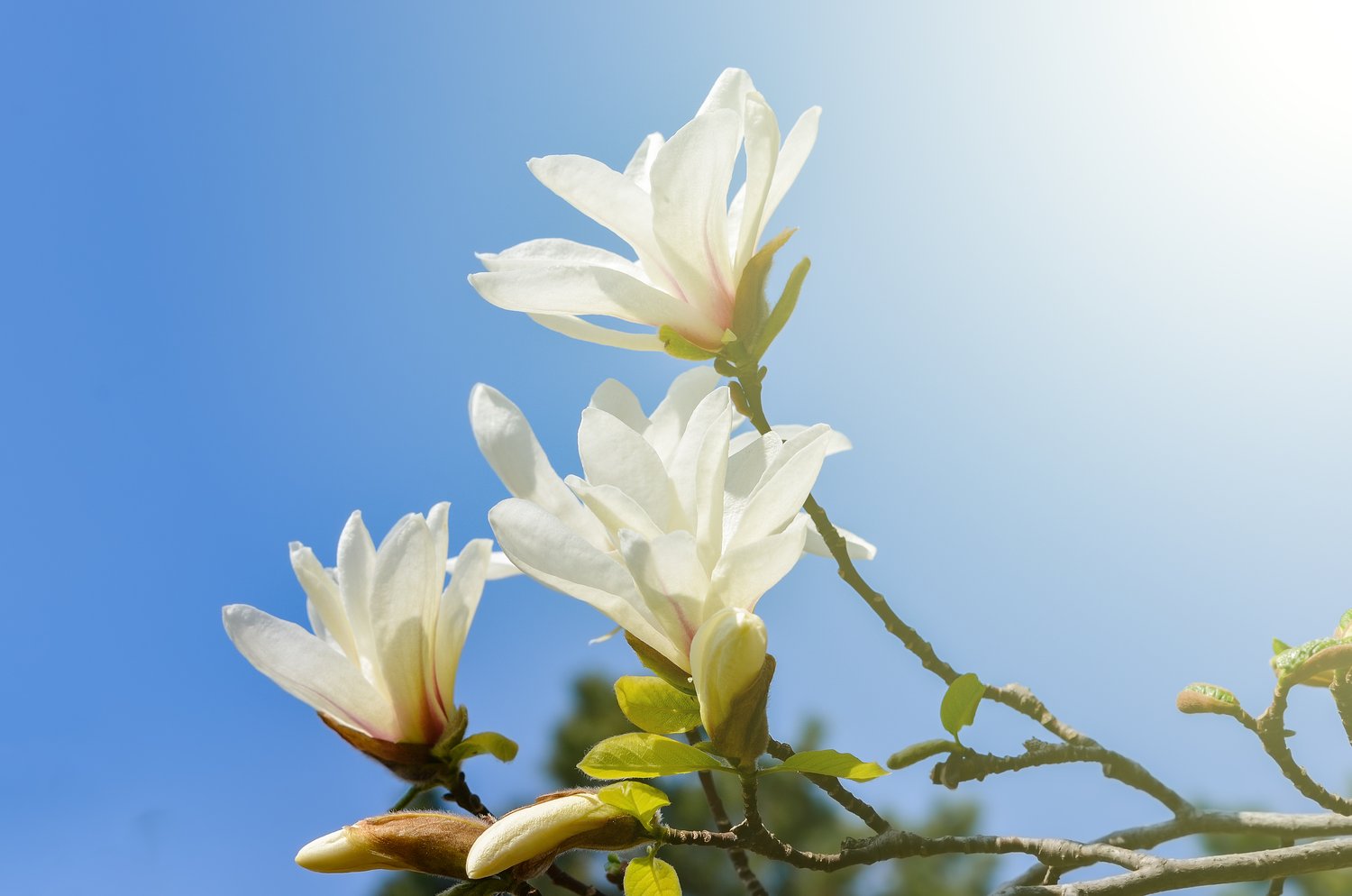 Magnolia kobus