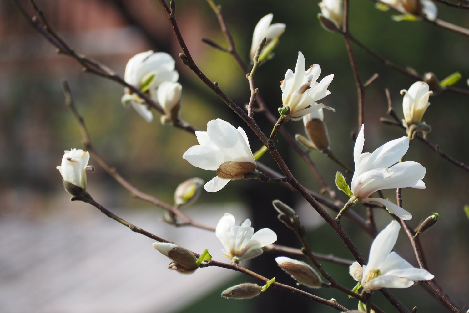 Magnolia kobus