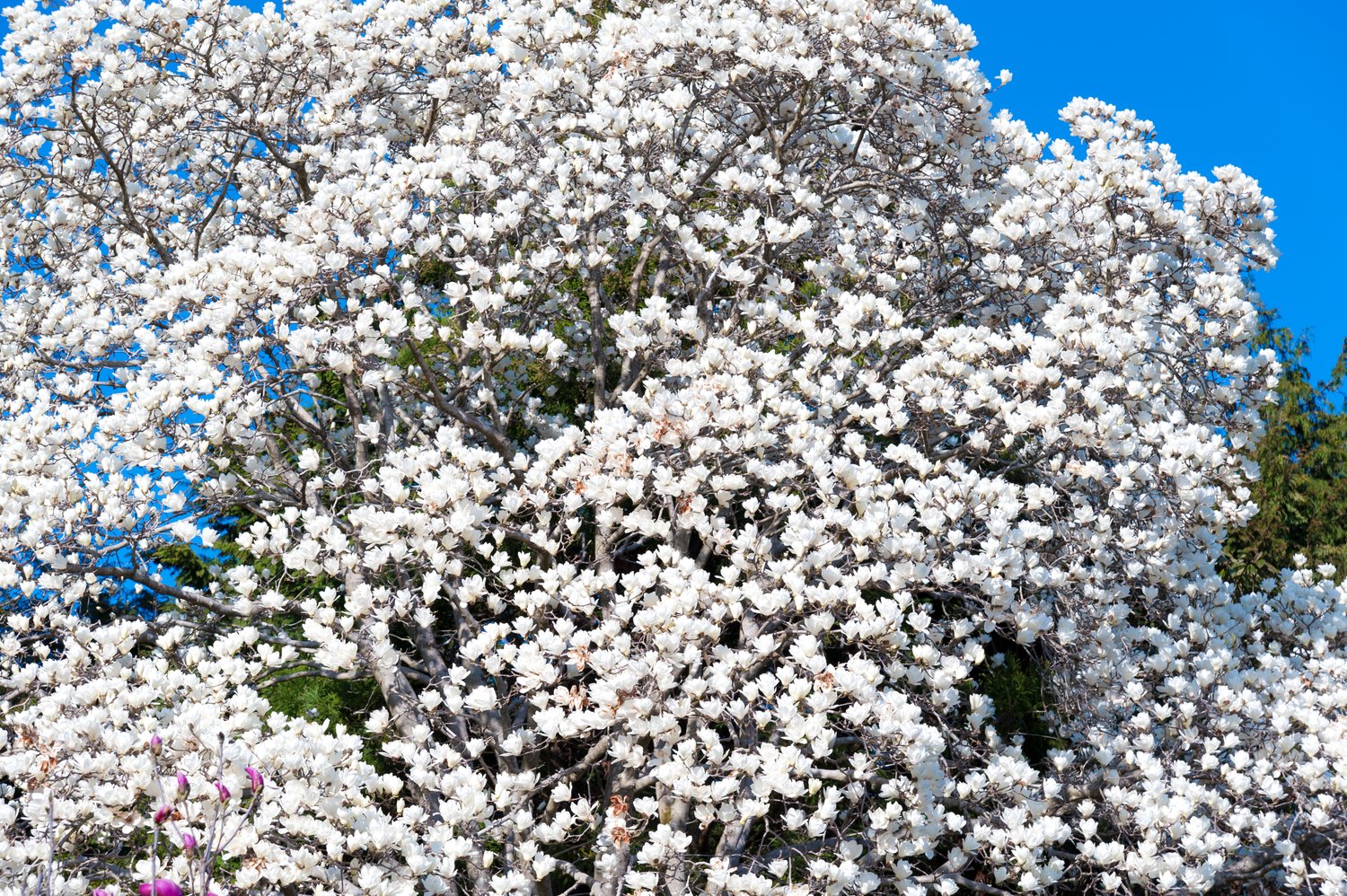 Magnolia kobus