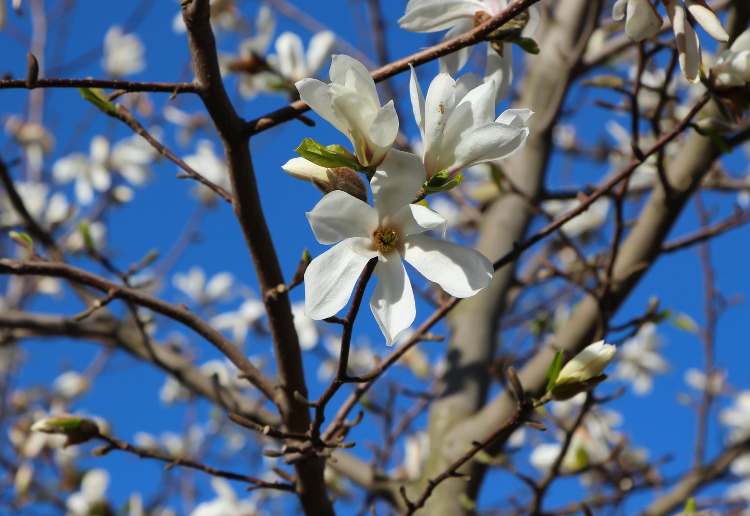 Magnolia kobus