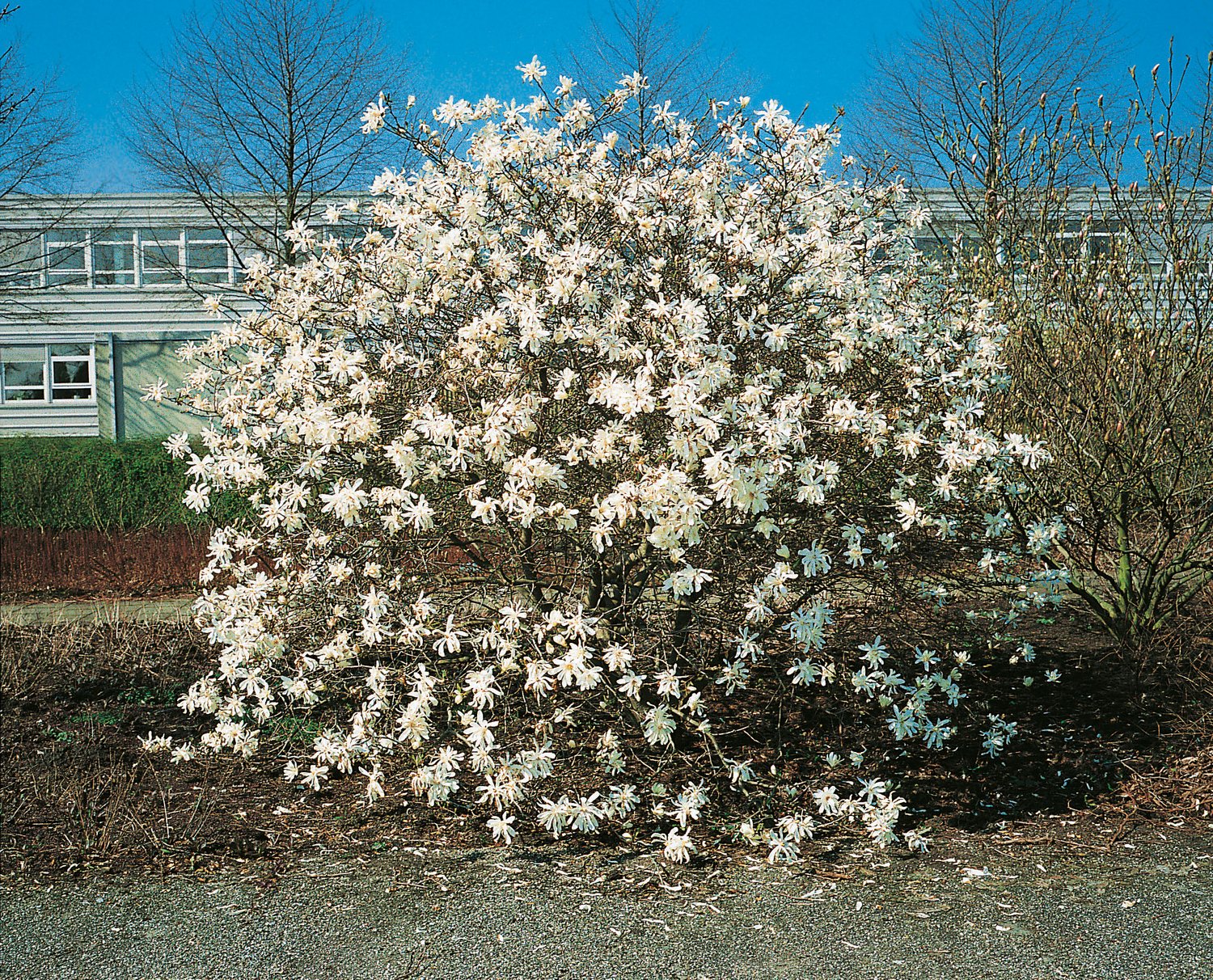 Magnolia stellata 'Royal Star'