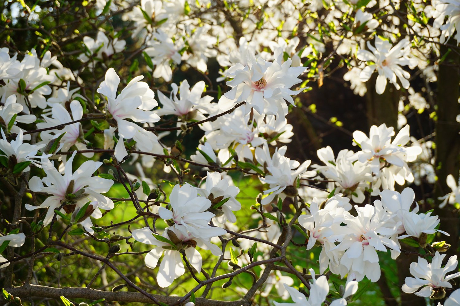 Magnolia stellata 'Royal Star'
