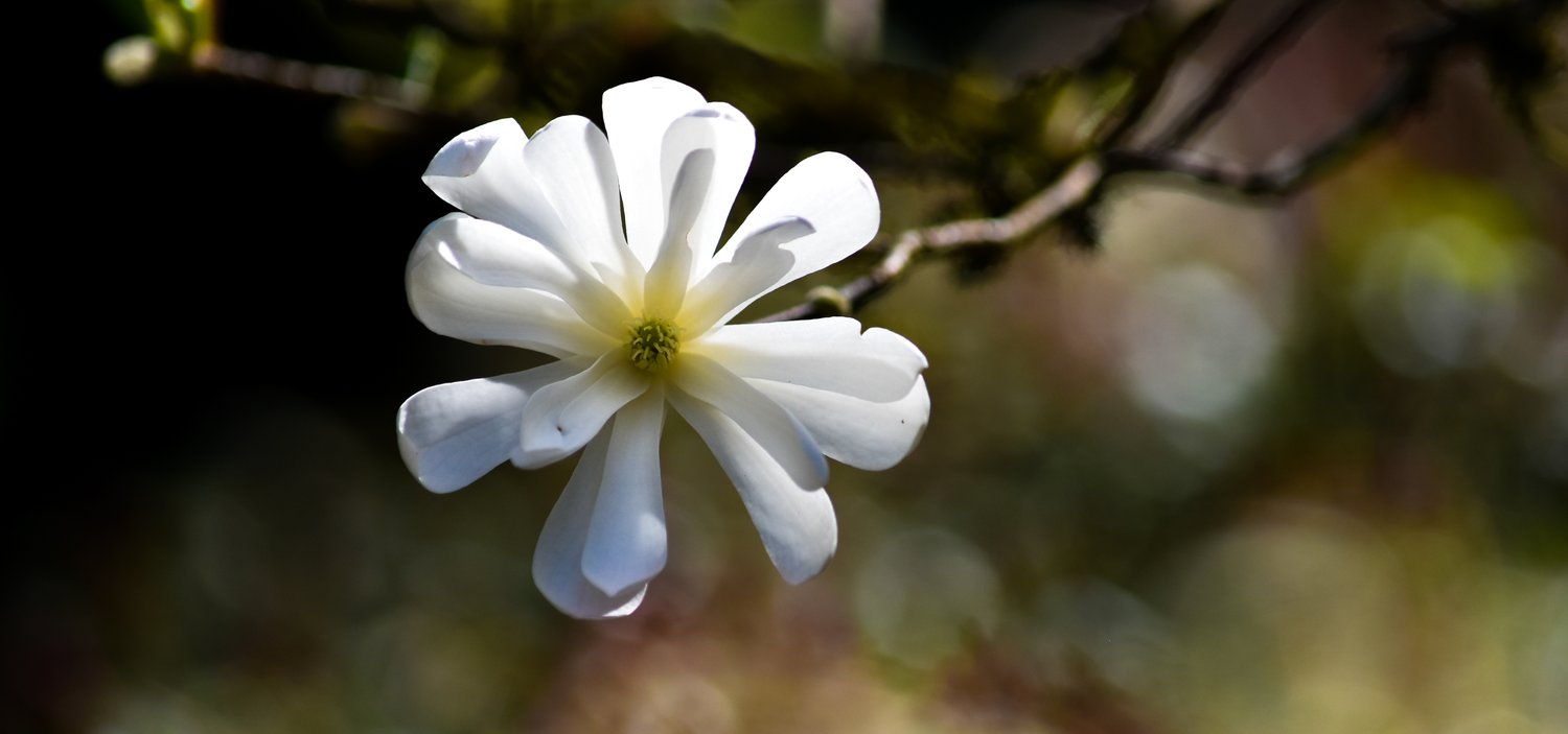 Magnolia stellata 'Royal Star'