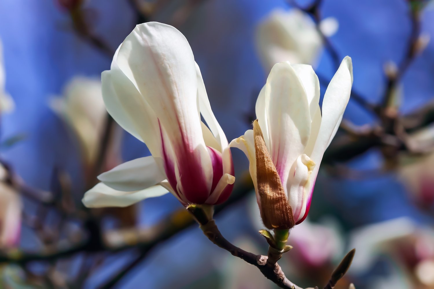 Magnolia stellata 'Royal Star'