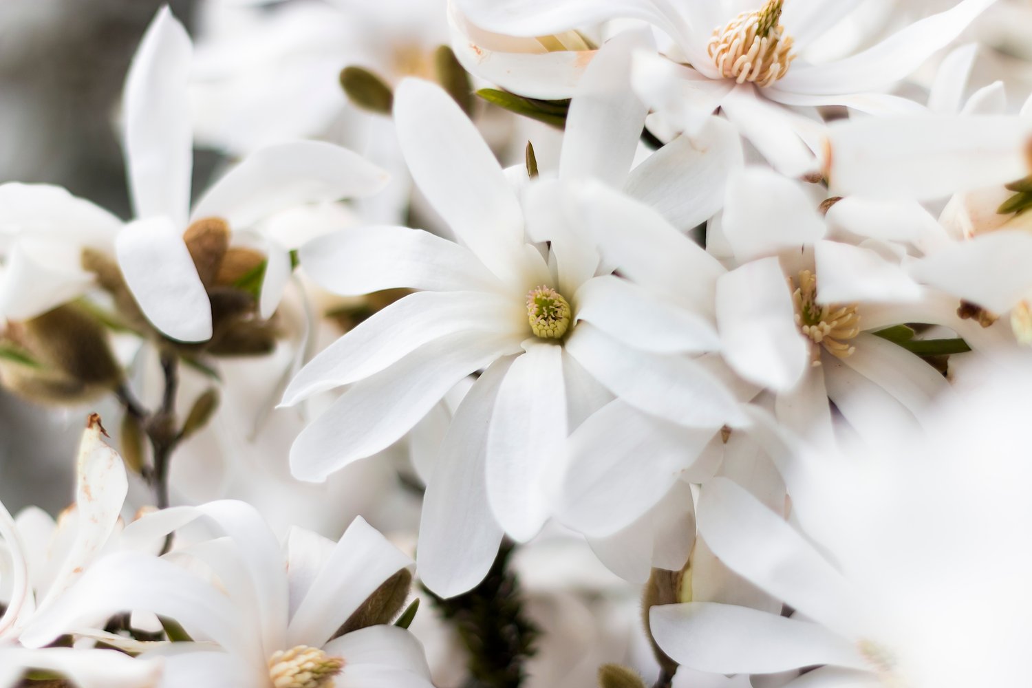 Magnolia stellata 'Royal Star'