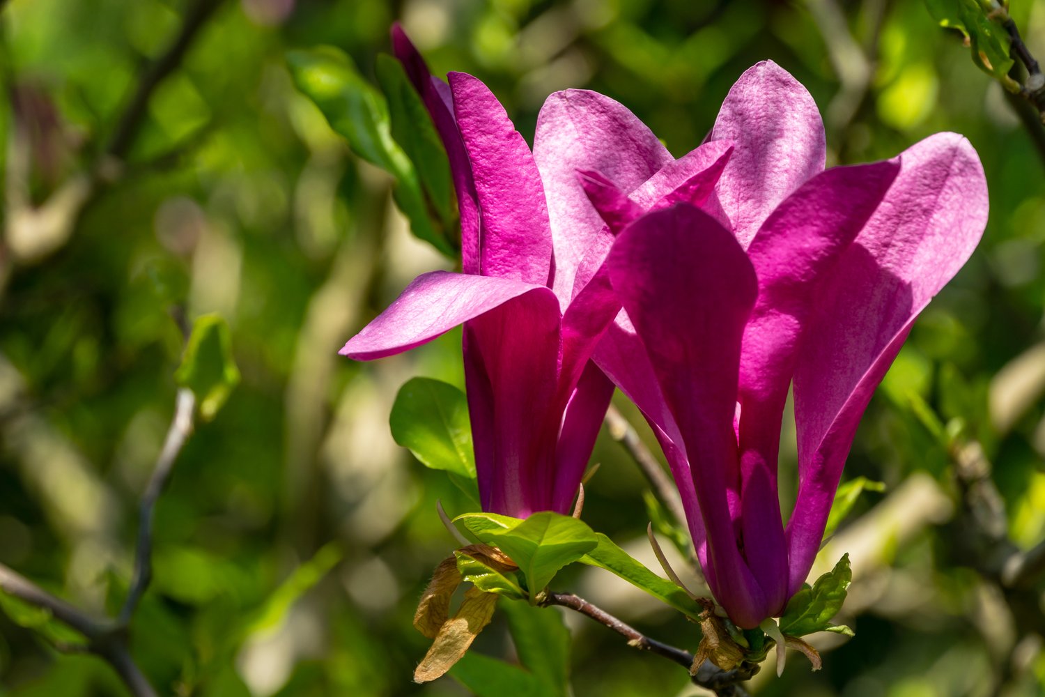 Magnolia 'Susan'
