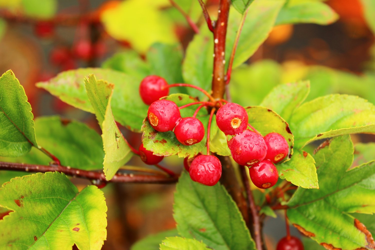 Malus toringo var. sargentii