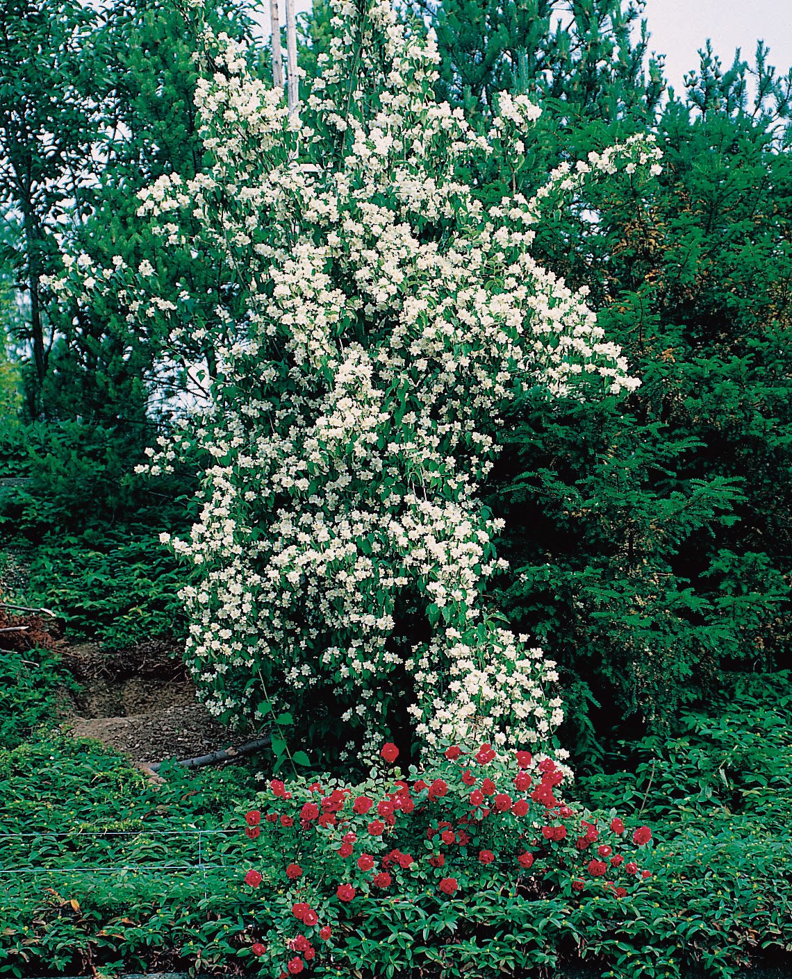 Philadelphus coronarius 'Finn'