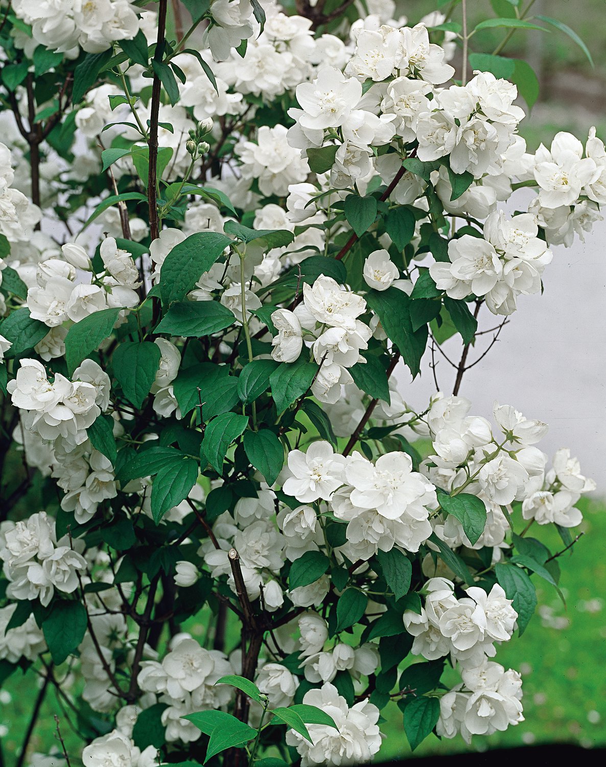 Philadelphus (Virginalis-Gruppen) 'Virginal'