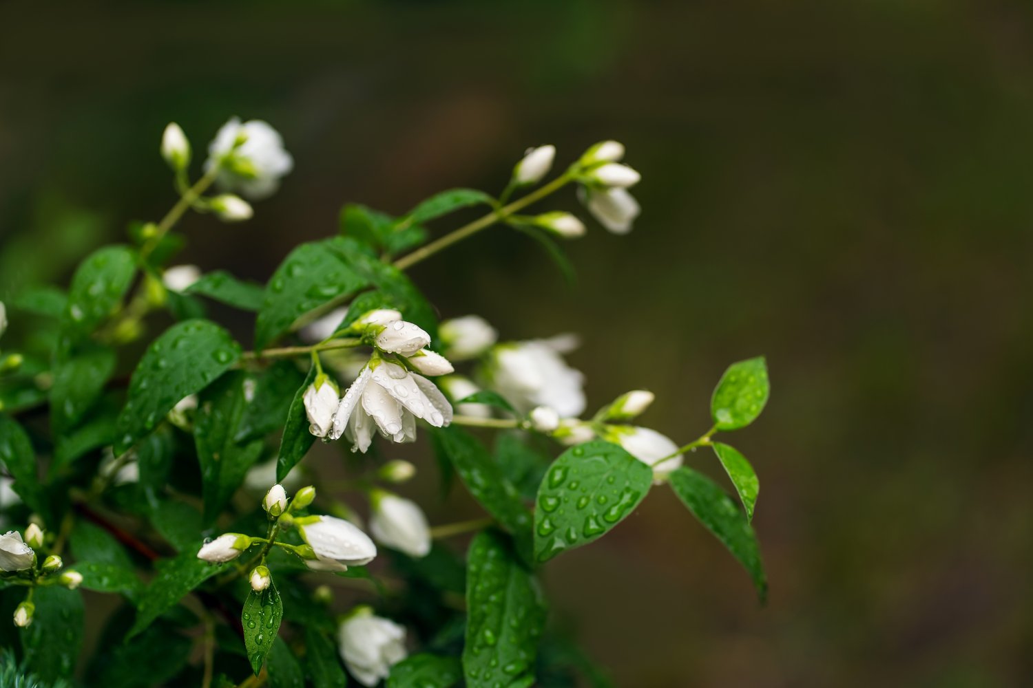 Philadelphus (Virginalis-Gruppen) 'Virginal'