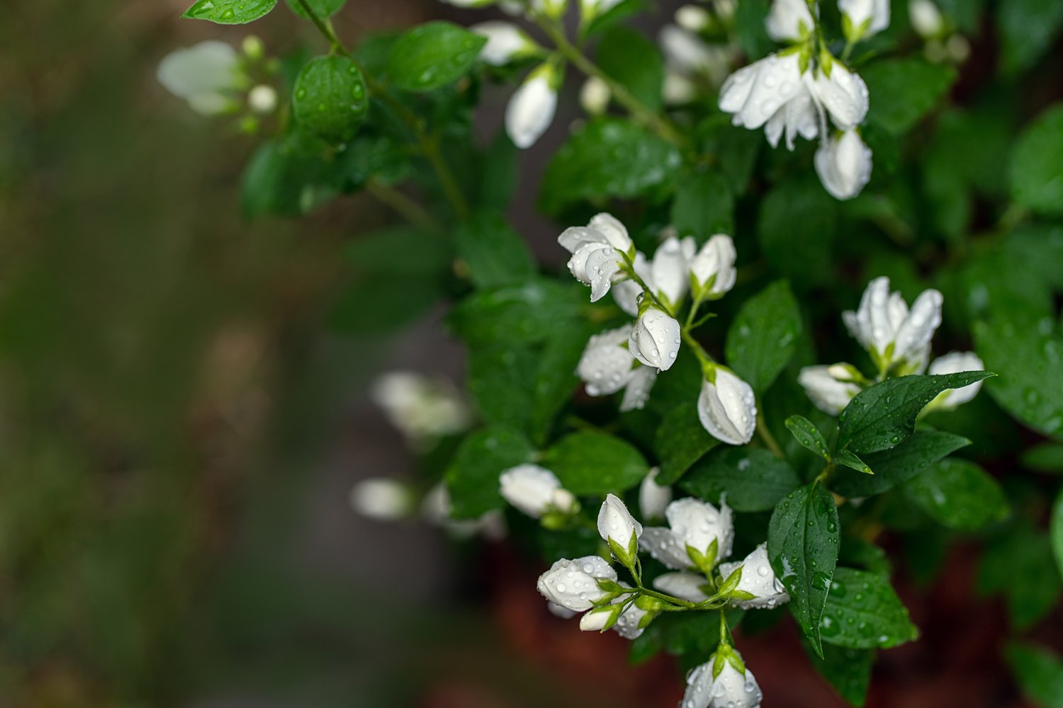 Philadelphus (Virginalis-Gruppen) 'Virginal'