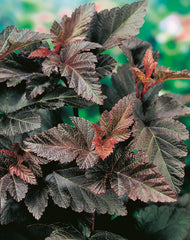 Physocarpus opulifolius 'Diabolo'