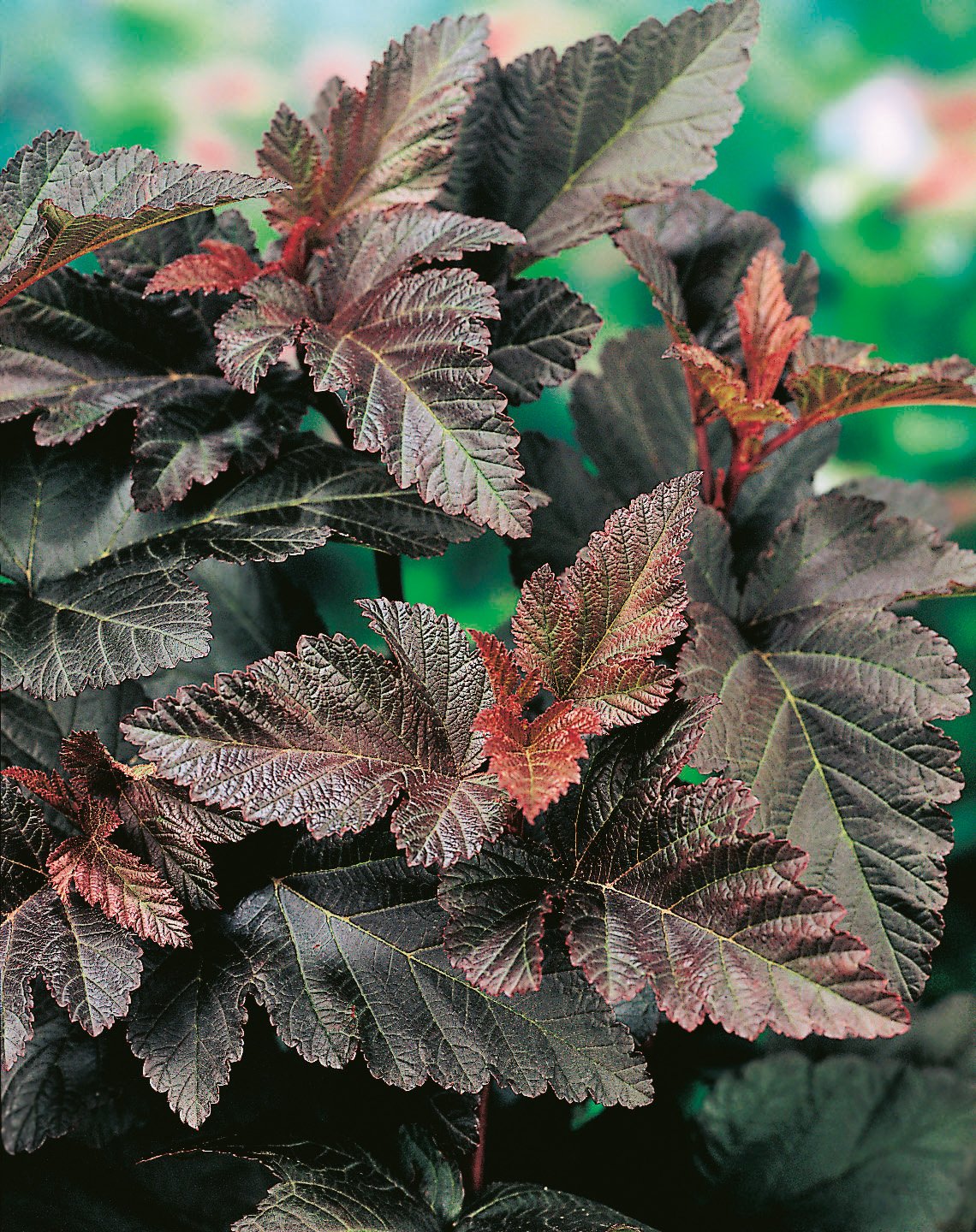 Physocarpus opulifolius 'Diabolo'