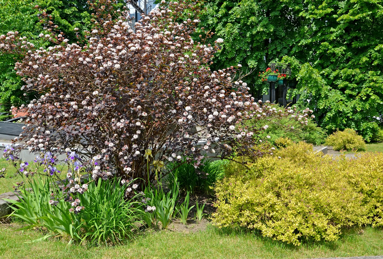 Physocarpus opulifolius 'Diabolo'