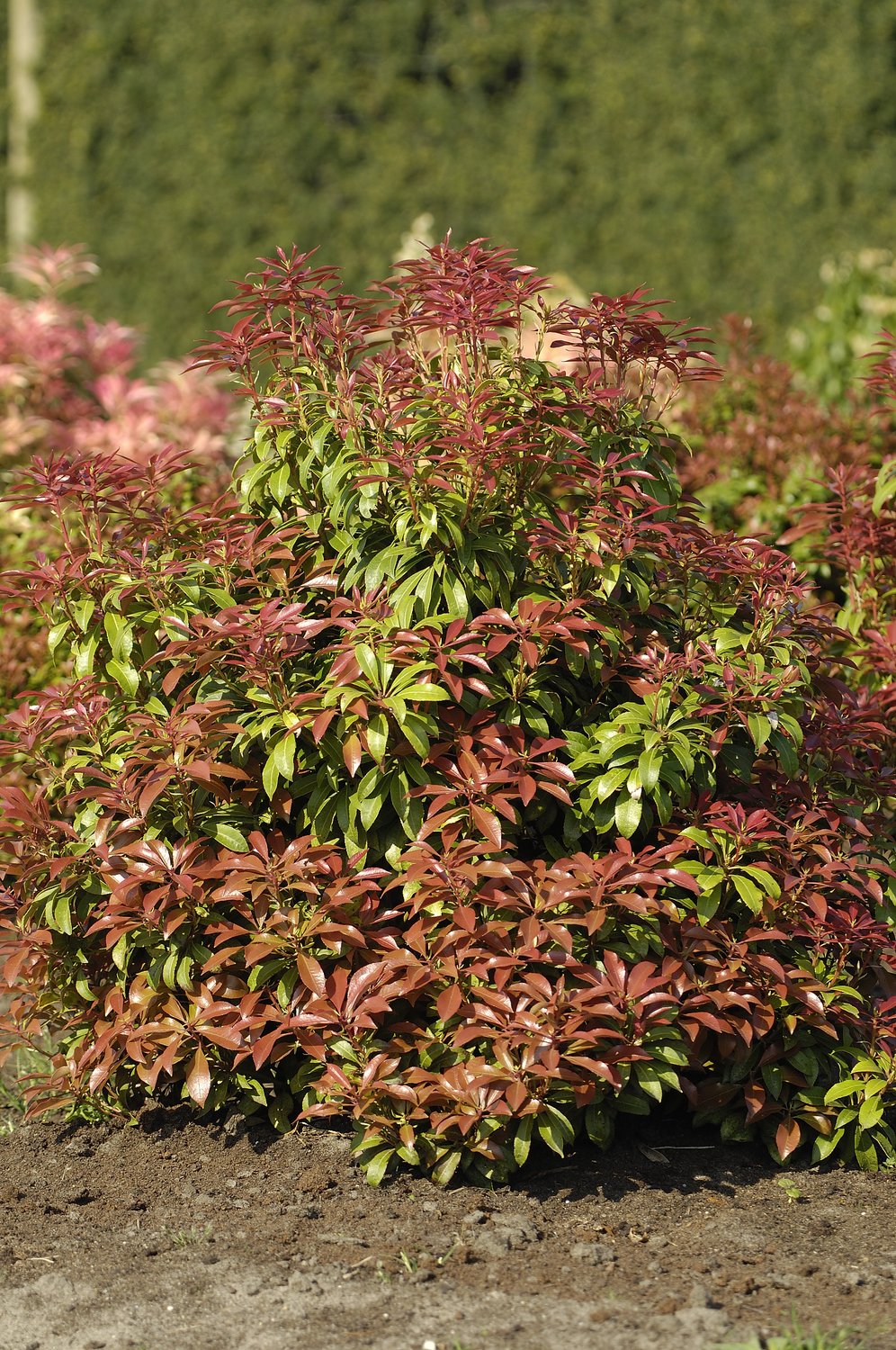 Pieris japonica Mountain Fire