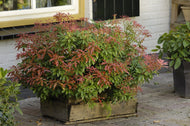 Pieris japonica Mountain Fire